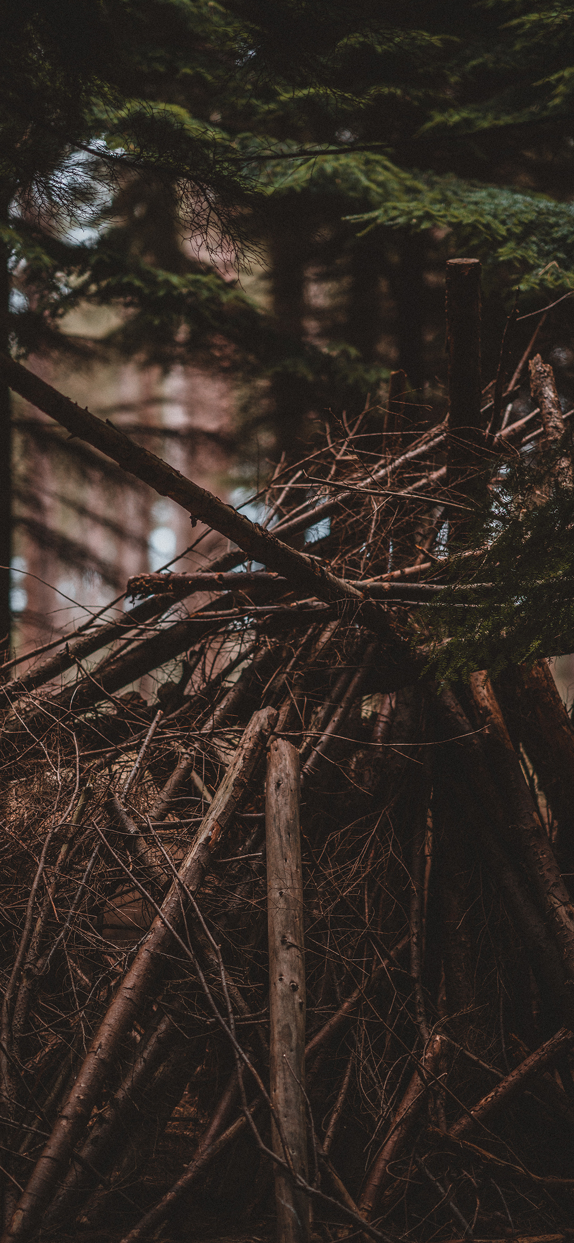 [2436×1125]树林 木柴 堆积 砍伐 苹果手机壁纸图片