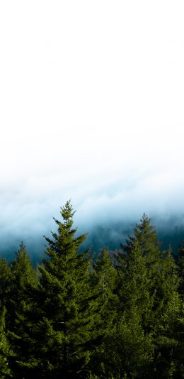 [2436x1125]树林 枝繁叶茂 茂密 森林 苹果手机壁纸图片