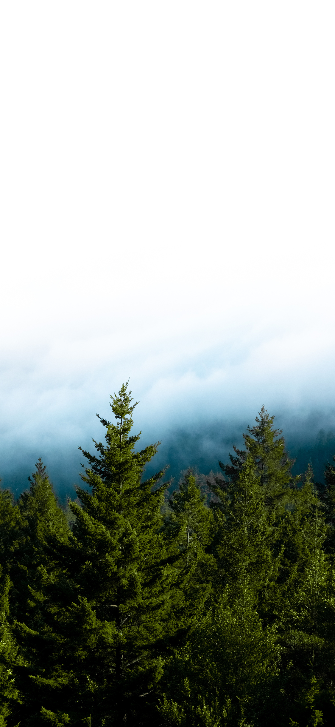 [2436×1125]树林 枝繁叶茂 茂密 森林 苹果手机壁纸图片