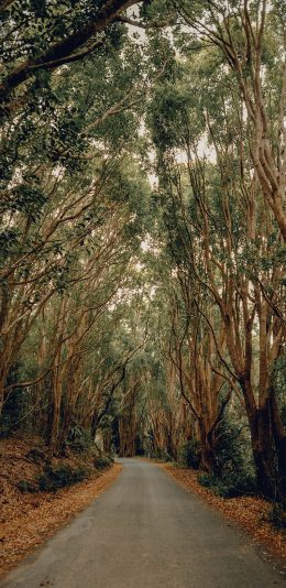 [2436x1125]树林 树叶 落叶 道路 苹果手机壁纸图片