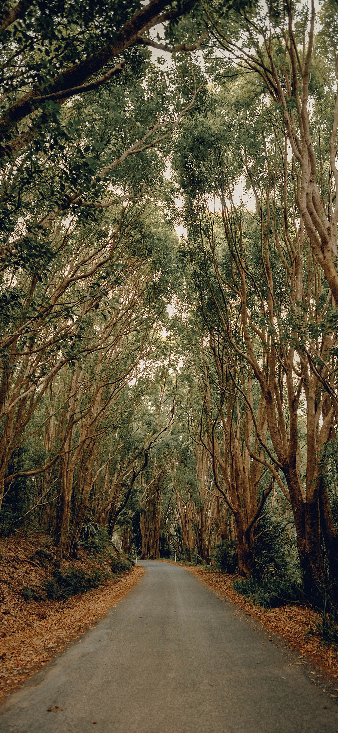 [2436×1125]树林 树叶 落叶 道路 苹果手机壁纸图片