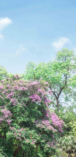 [2436x1125]树林 树木 天空 云彩 花季 苹果手机壁纸图片