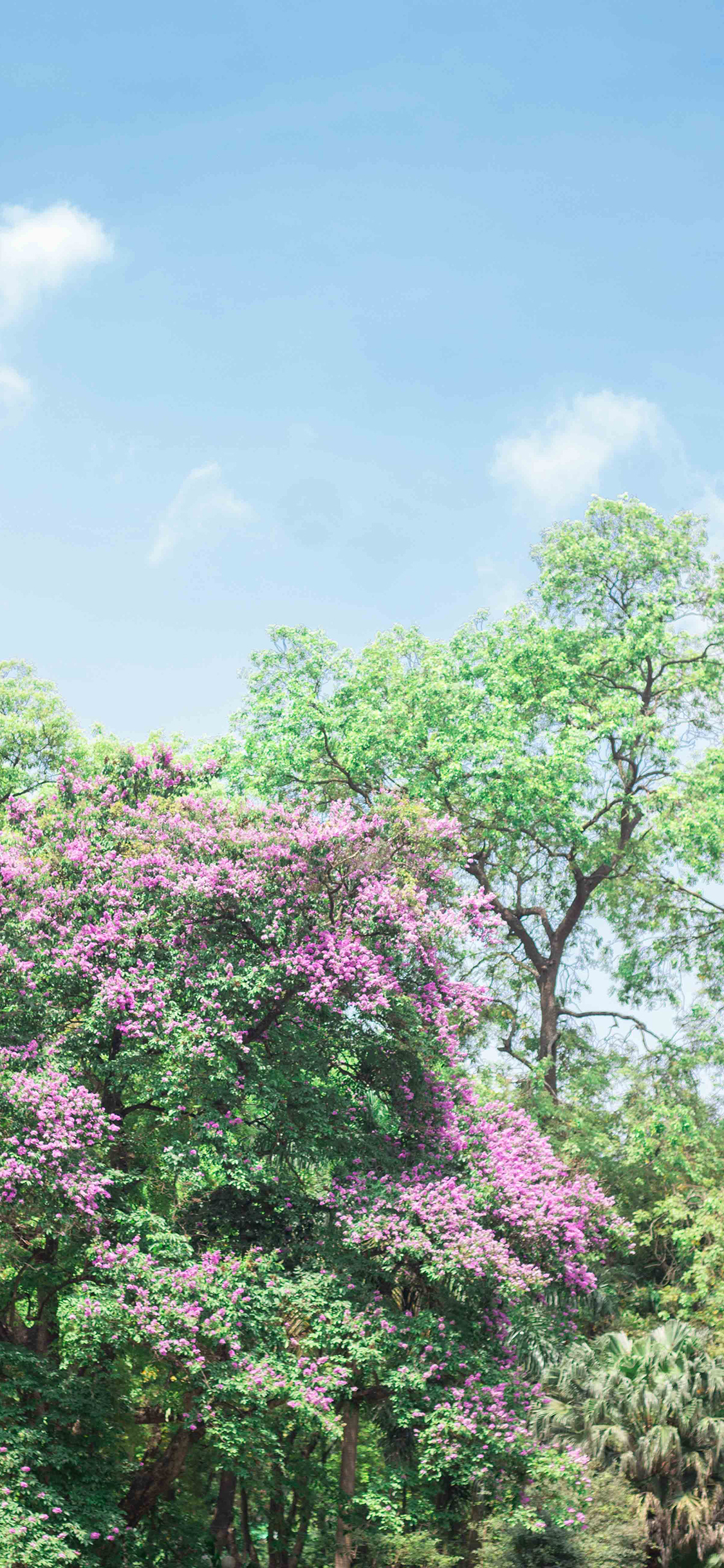 [2436×1125]树林 树木 天空 云彩 花季 苹果手机壁纸图片