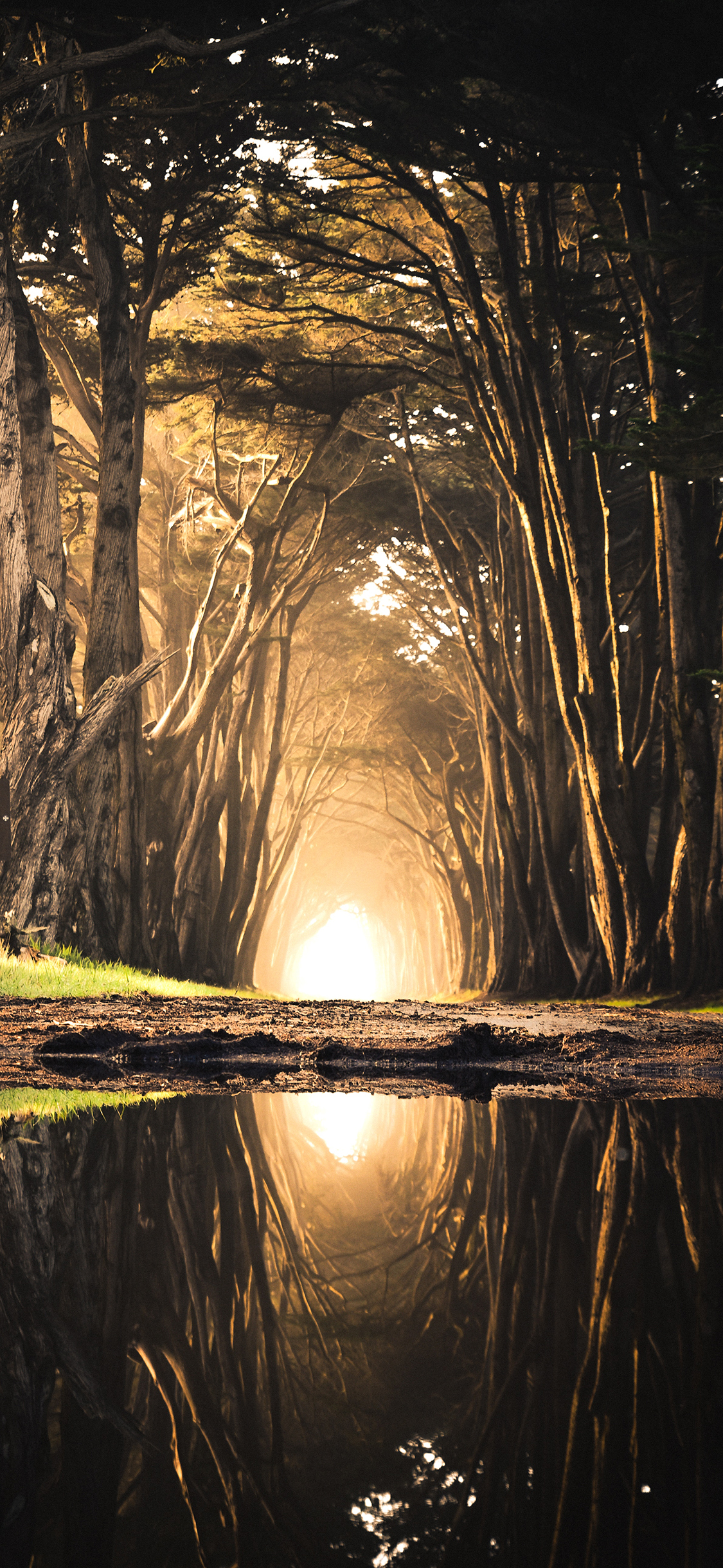 [2436×1125]树林 树洞 水面 倒映 苹果手机壁纸图片