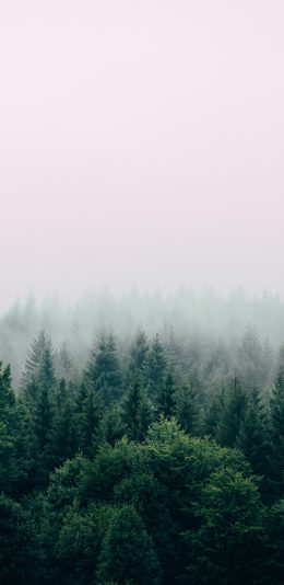 [2436x1125]树林 森林 大自然 天然氧吧 树木 苹果手机壁纸图片