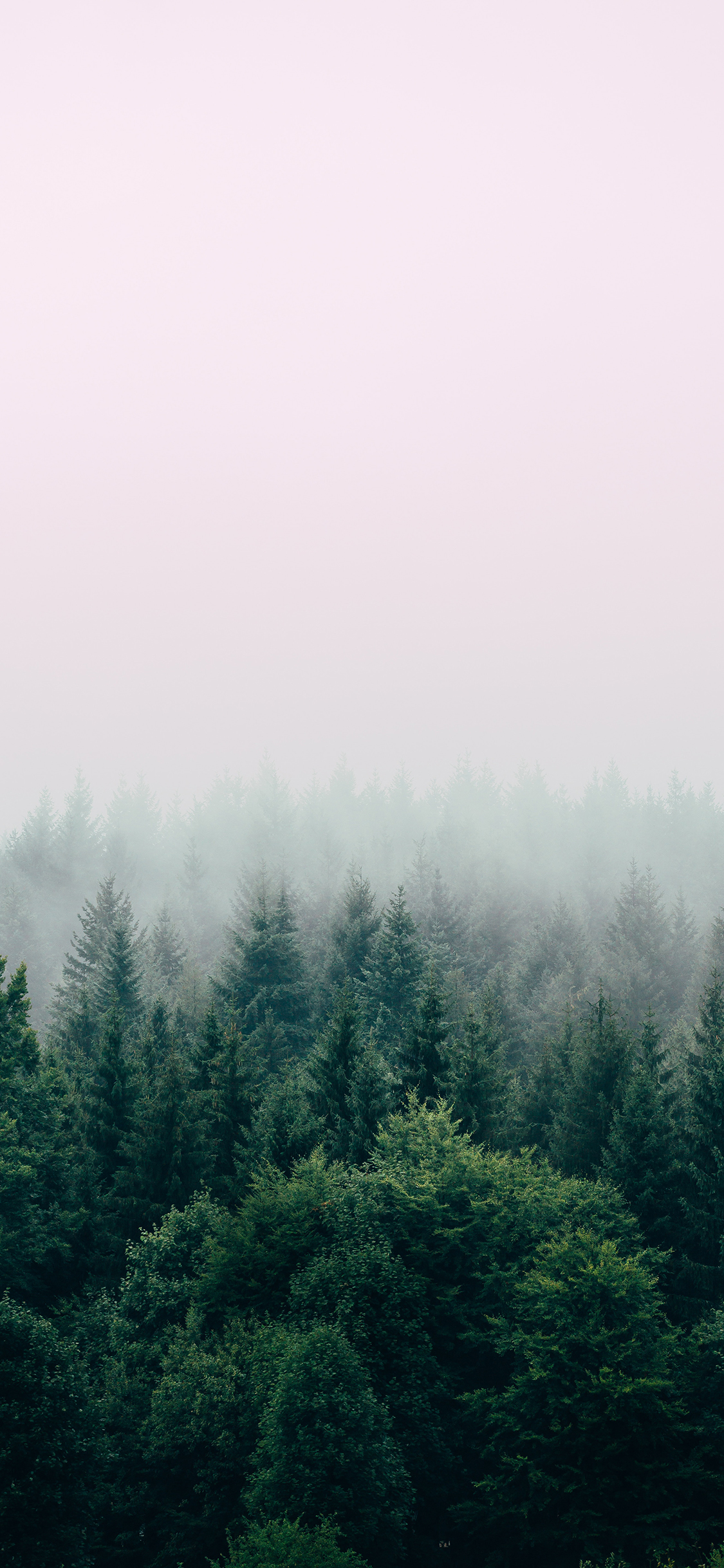 [2436×1125]树林 森林 大自然 天然氧吧 树木 苹果手机壁纸图片