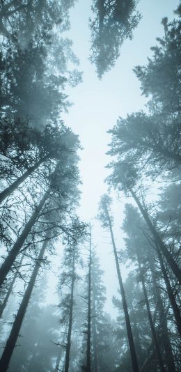 [2436x1125]树林 森林 枝干 参天大树 苹果手机壁纸图片