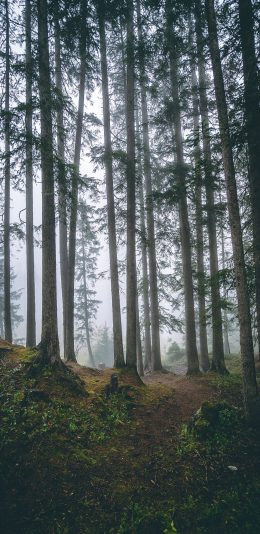 [2436x1125]树林 森林 树木 大自然 苹果手机壁纸图片