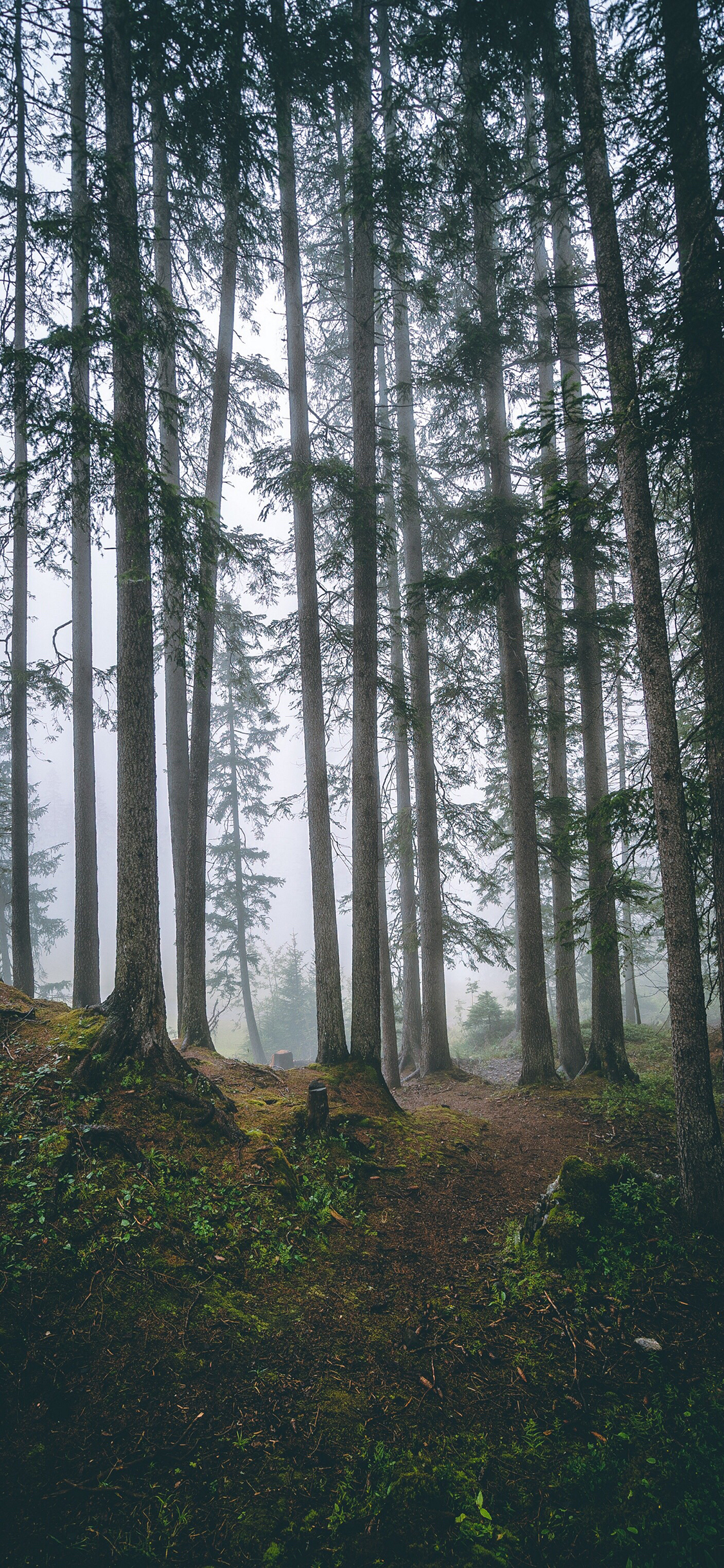 [2436×1125]树林 森林 树木 大自然 苹果手机壁纸图片