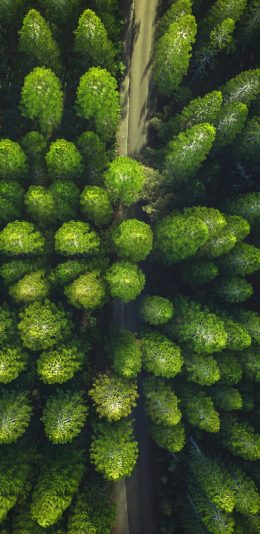 [2436x1125]树林 森林 树木 道路 绿色 苹果手机壁纸图片