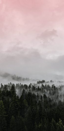 [2436x1125]树林 森林 渐变 天空 迷雾 苹果手机壁纸图片