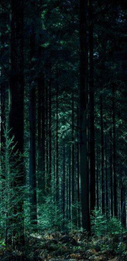 [2436x1125]树林 森林 绿色 大自然 苹果手机壁纸图片