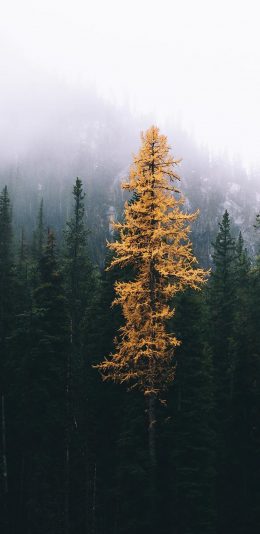 [2436x1125]树林 森林 针叶林 枯黄 苹果手机壁纸图片