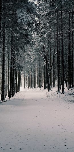 [2436x1125]树林 森林 雪地 冬季 苹果手机壁纸图片
