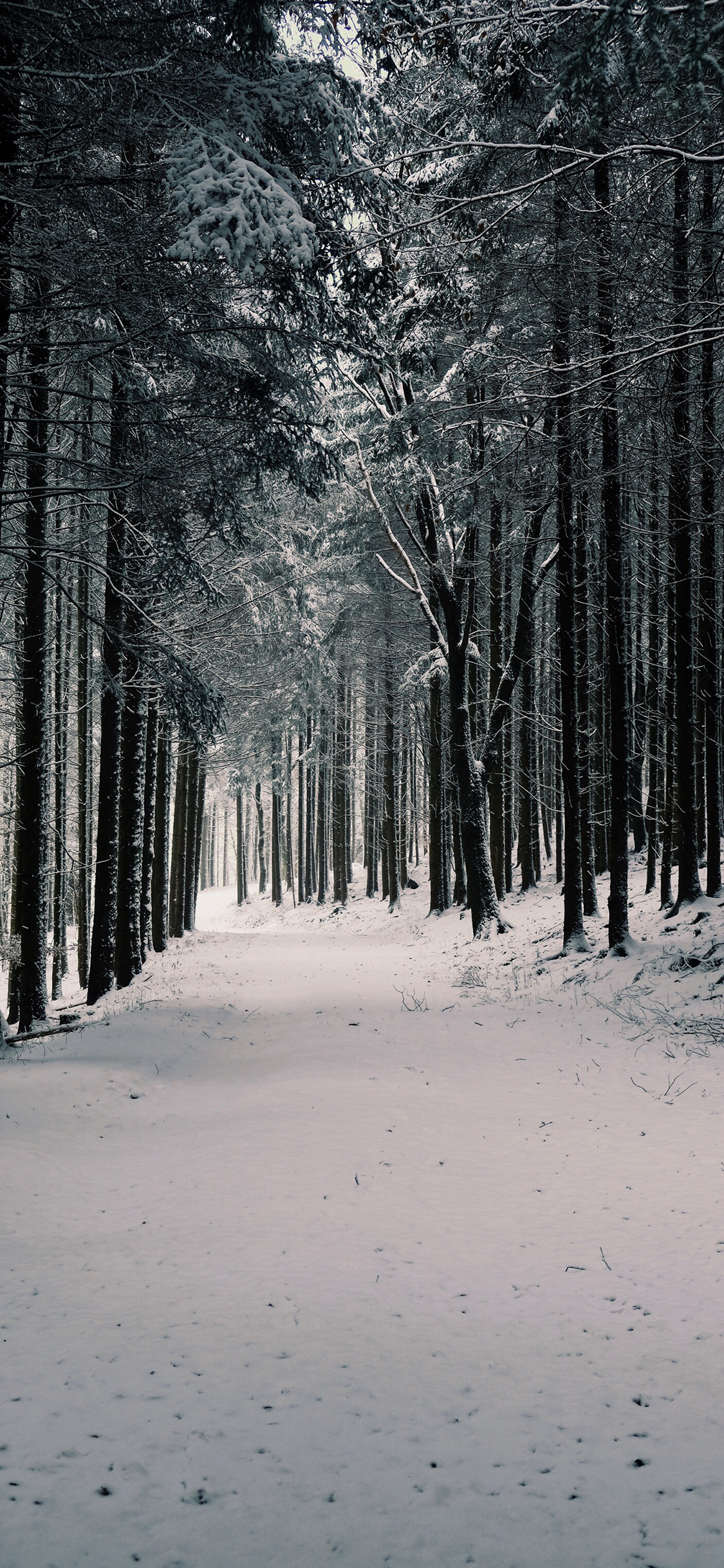 [2436×1125]树林 森林 雪地 冬季 苹果手机壁纸图片