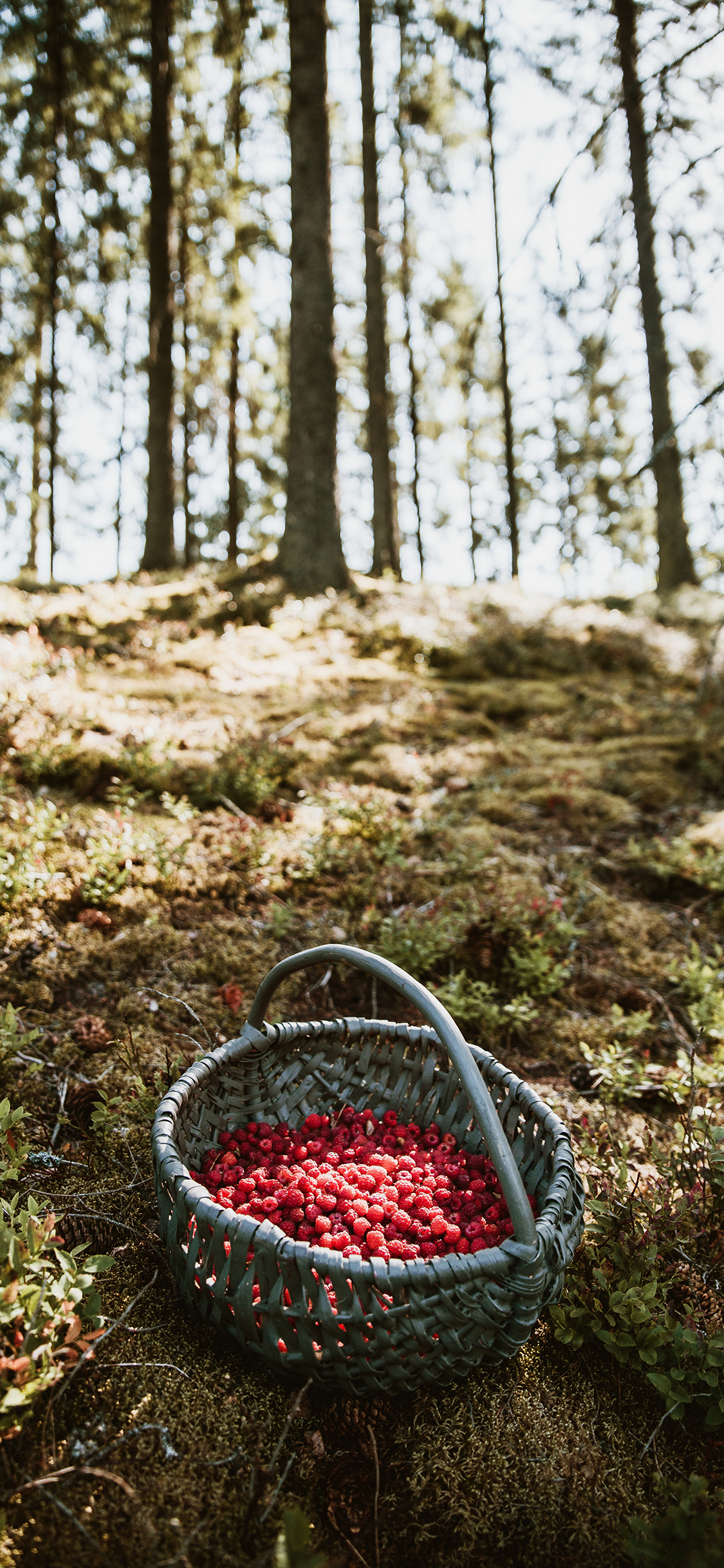 [2436×1125]树林 浆果 采摘 编织篮 苹果手机壁纸图片