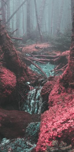 [2436x1125]树林 溪水 红 红树林 苹果手机壁纸图片