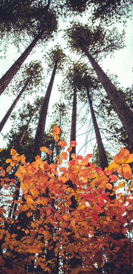 [2436x1125]树林 秋季 枯黄 笔直 大树 苹果手机壁纸图片