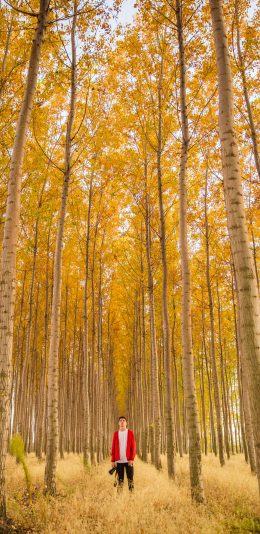 [2436x1125]树林 秋季 种植 落叶 苹果手机壁纸图片