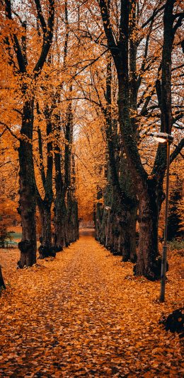 [2436x1125]树林 秋季 落叶 黄色 意境 苹果手机壁纸图片