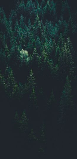 [2436x1125]树林 绿色 护眼 树木 森林 苹果手机壁纸图片