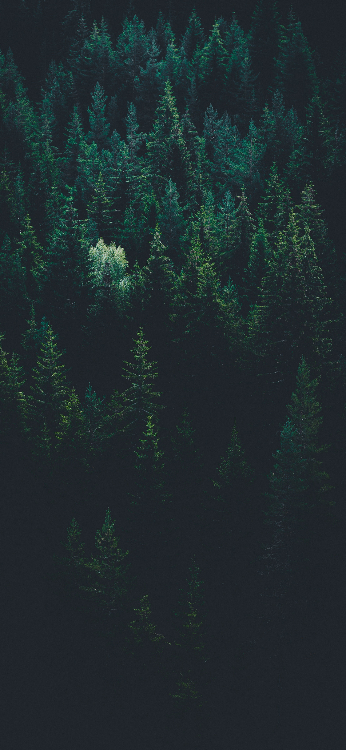 [2436×1125]树林 绿色 护眼 树木 森林 苹果手机壁纸图片