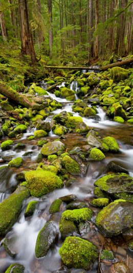 [2436x1125]树林 苔藓 石块 流水 苹果手机壁纸图片
