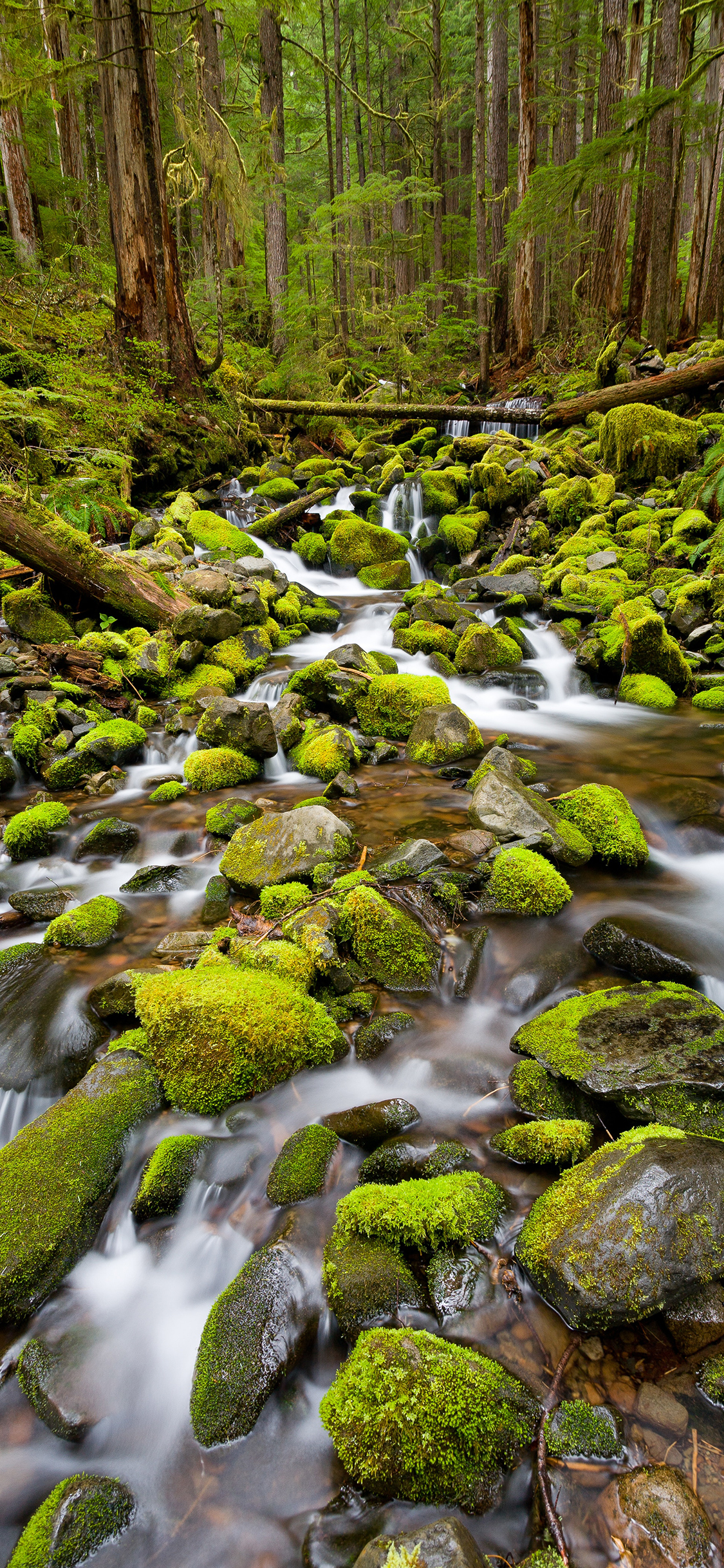 [2436×1125]树林 苔藓 石块 流水 苹果手机壁纸图片