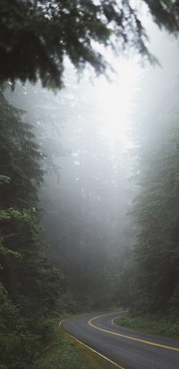 [2436x1125]树林 迷雾 道路 早晨 苹果手机壁纸图片