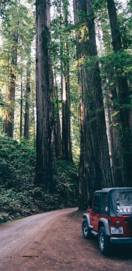 [2436x1125]树林 道路 汽车 越野车 苹果手机壁纸图片