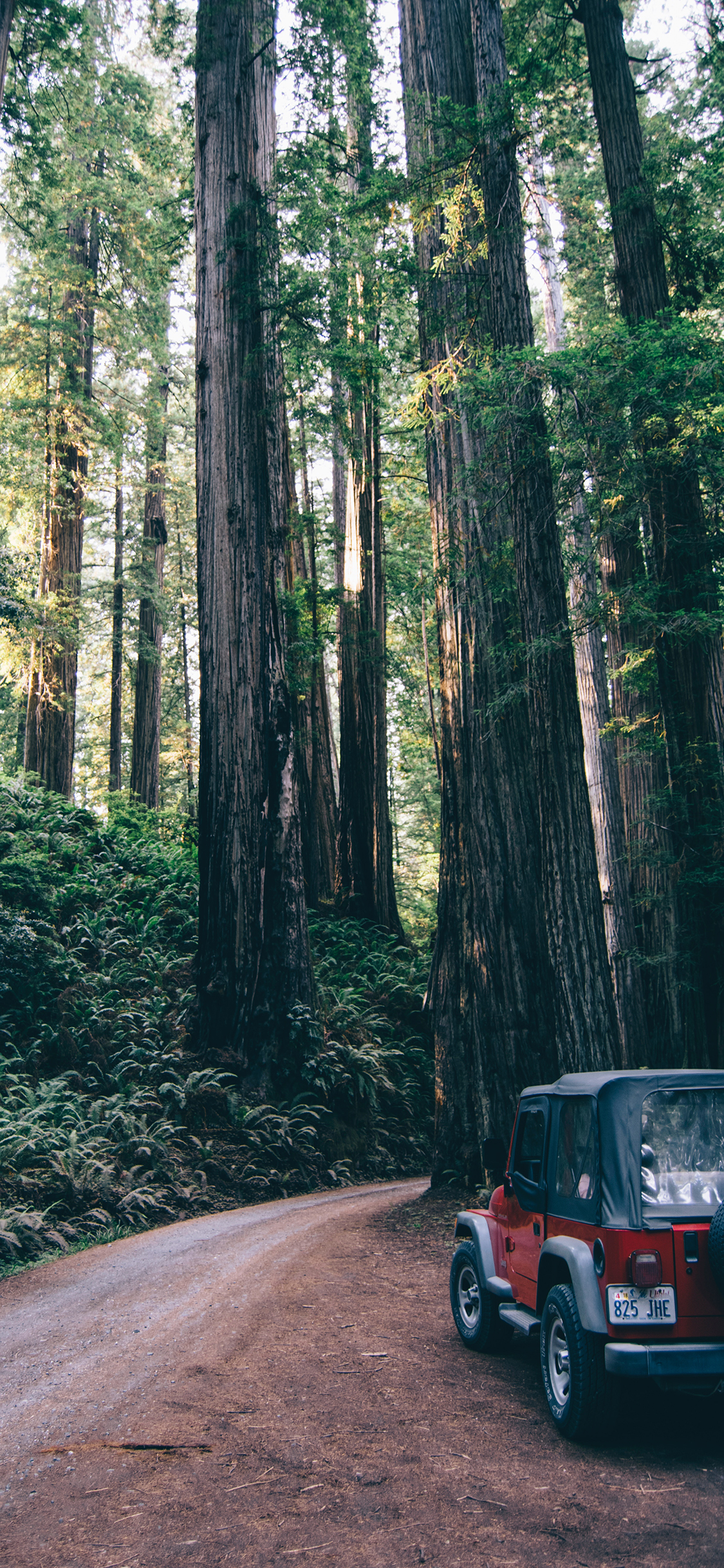[2436×1125]树林 道路 汽车 越野车 苹果手机壁纸图片
