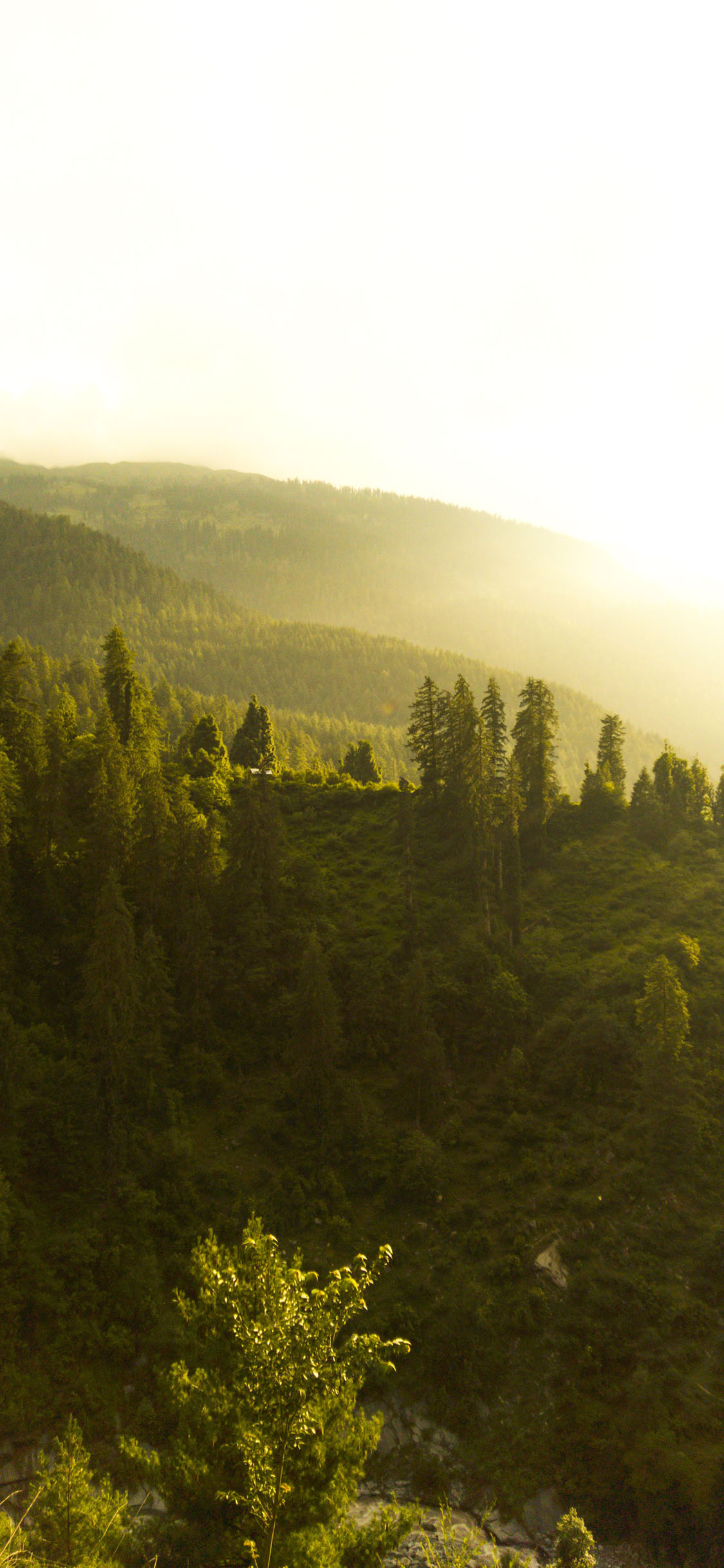 [2436×1125]树林 野外 大山 森林 苹果手机壁纸图片