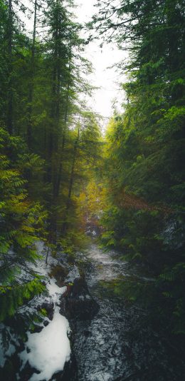 [2436x1125]树林 高耸 融雪 翠绿 苹果手机壁纸图片