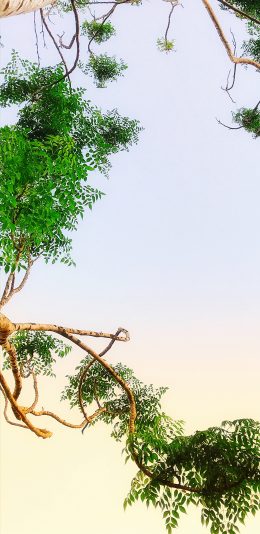 [2436x1125]树枝 景色  天空 渐变 苹果手机壁纸图片
