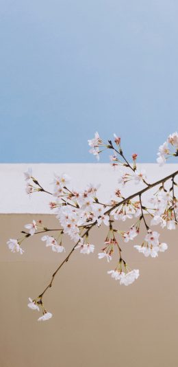 [2436x1125]树枝 樱花 花枝盛开 苹果手机壁纸图片