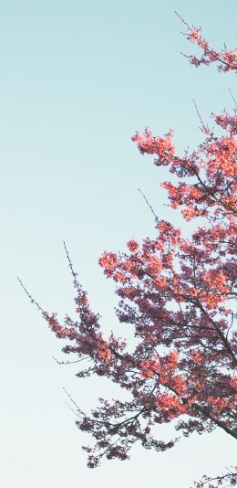 [2436x1125]树枝 花季 盛开 花簇 苹果手机壁纸图片