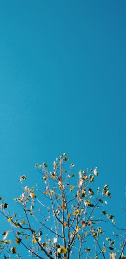 [2436x1125]树枝 落败 枯叶 光秃秃 天空 蔚蓝 苹果手机壁纸图片