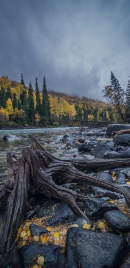 [2436x1125]树桩 河流 石块 灰暗 苹果手机壁纸图片