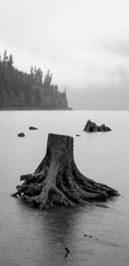 [2436x1125]树桩 黑白 海岸 砍伐 苹果手机壁纸图片