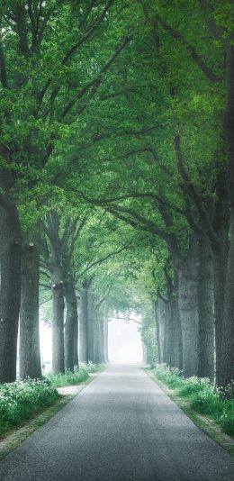 [2436x1125]树荫 林荫道 树木 茂密 苹果手机壁纸图片