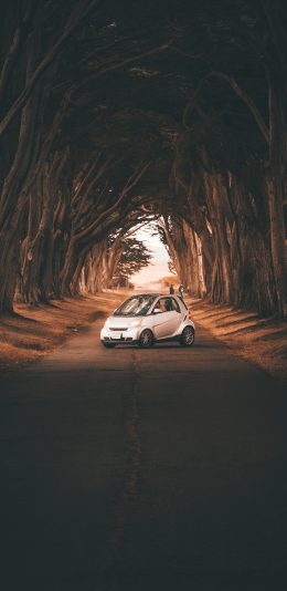 [2436x1125]树荫 树木 轿车 小车 苹果手机壁纸图片