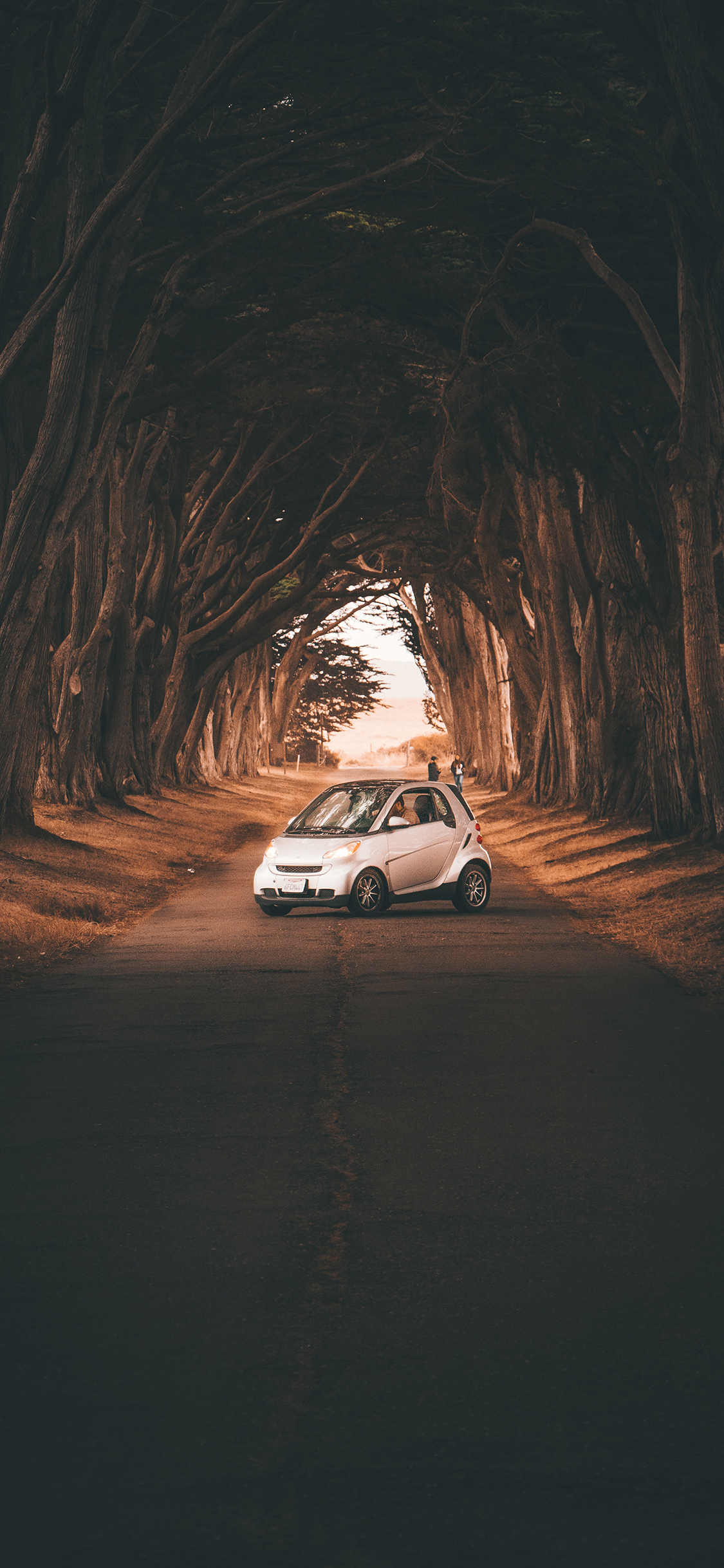 [2436×1125]树荫 树木 轿车 小车 苹果手机壁纸图片