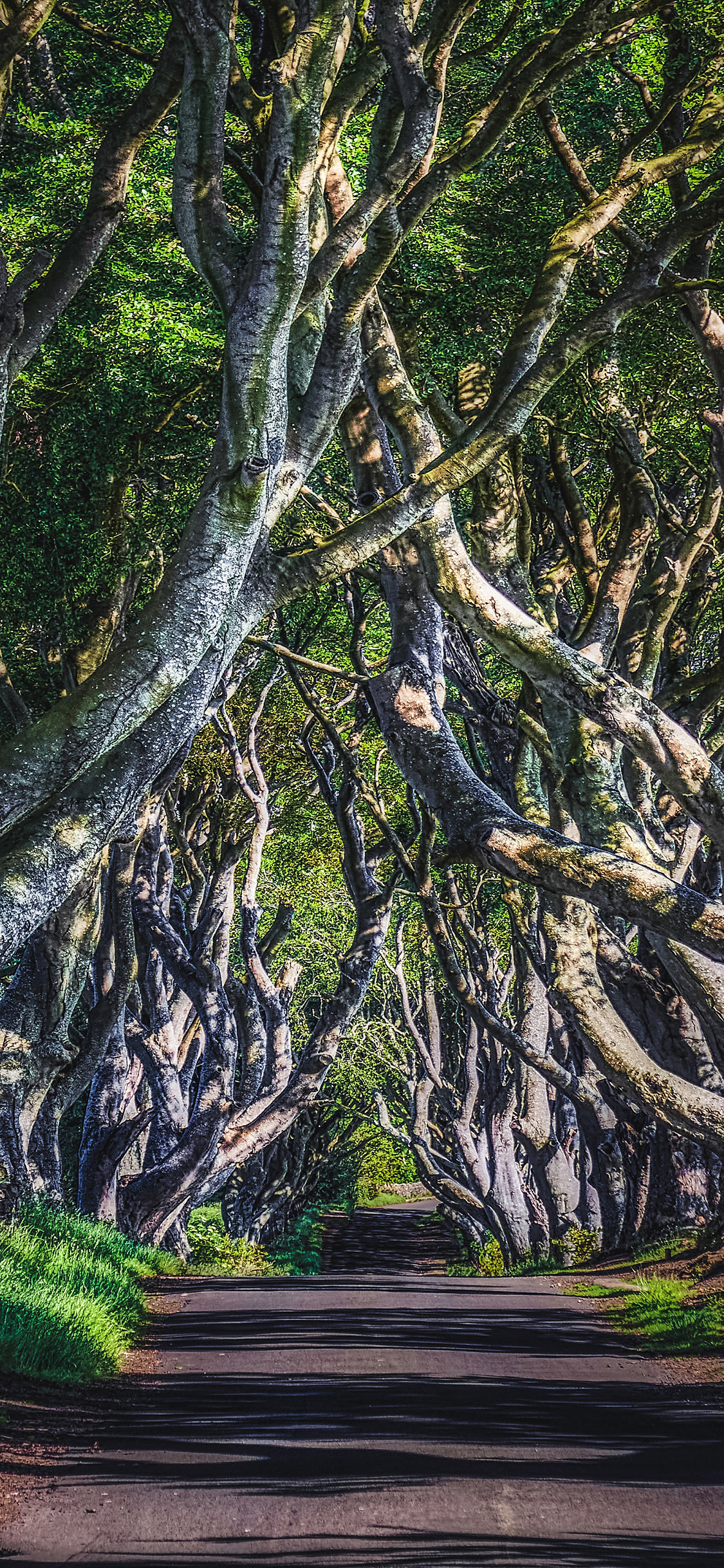 [2436×1125]树荫 道路 树干 茂密 苹果手机壁纸图片