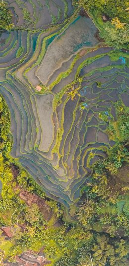 [2436x1125]梯田 农业 地貌 自然 苹果手机壁纸图片