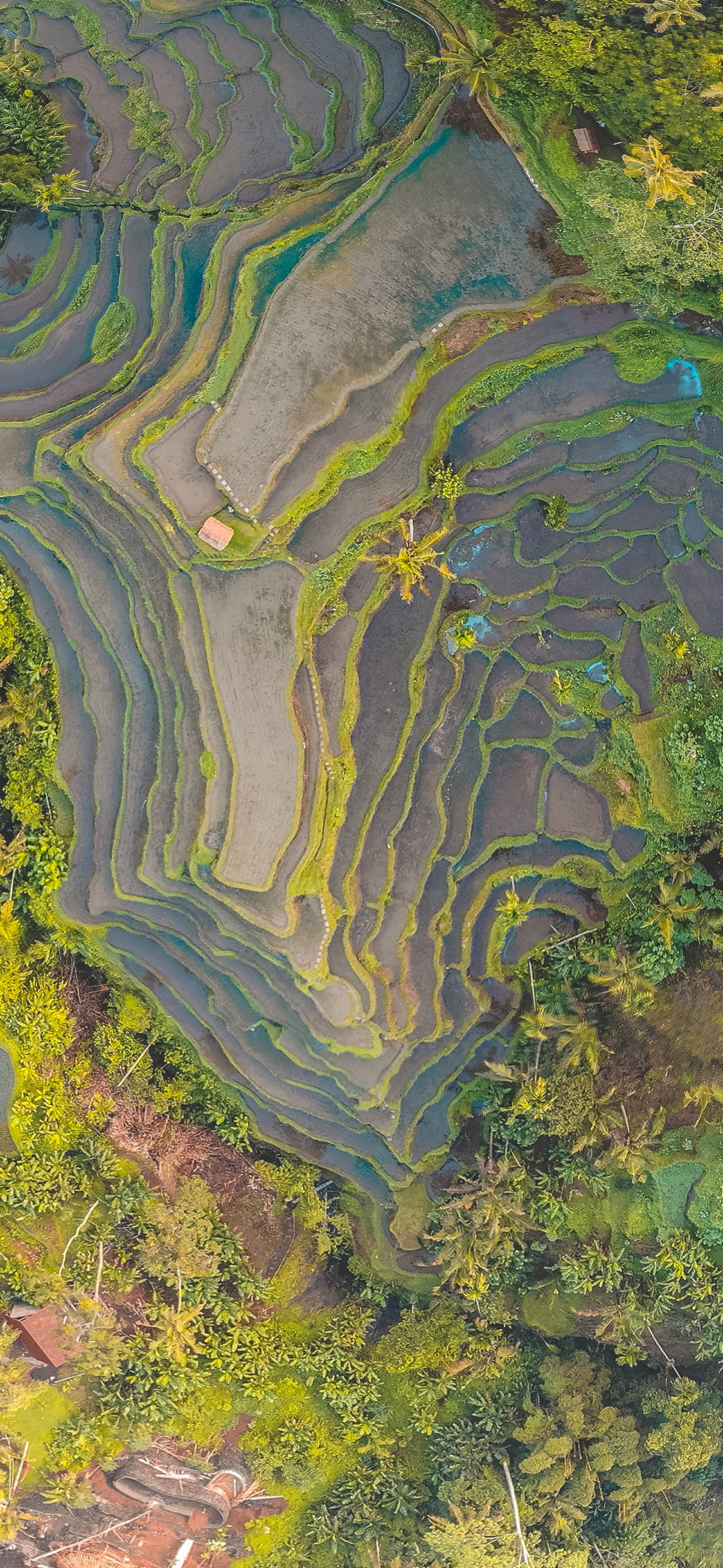 [2436×1125]梯田 农业 地貌 自然 苹果手机壁纸图片