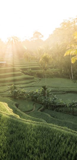 [2436x1125]梯田 绿野 阳光 农作物 苹果手机壁纸图片