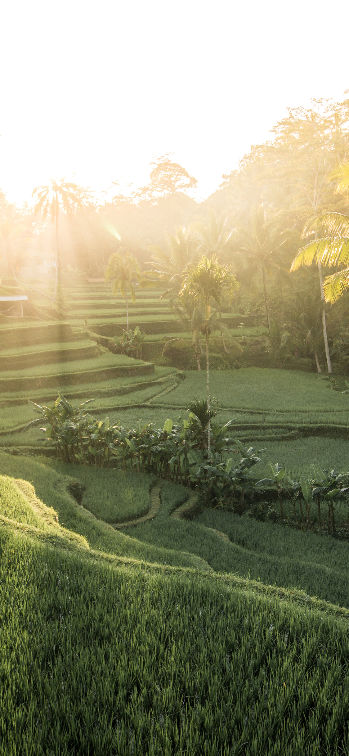 [2436×1125]梯田 绿野 阳光 农作物 苹果手机壁纸图片