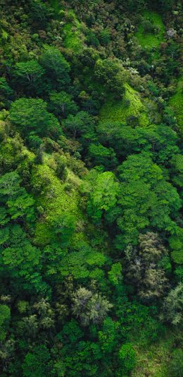 [2436x1125]森林 俯瞰 郁郁葱葱 山势 苹果手机壁纸图片