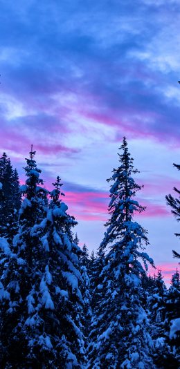 [2436x1125]森林 塔松 白雪覆盖 傍晚 苹果手机壁纸图片