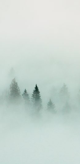 [2436x1125]森林 树木 烟雾缭绕 朦胧 苹果手机壁纸图片